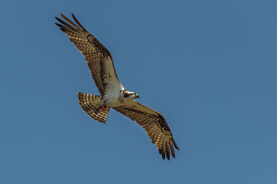 Osprey Photograph by Kevin Friel - Fine Art America