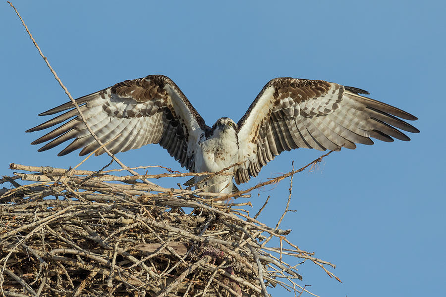 Osprey Land at Its Nest Photograph by Tony Hake