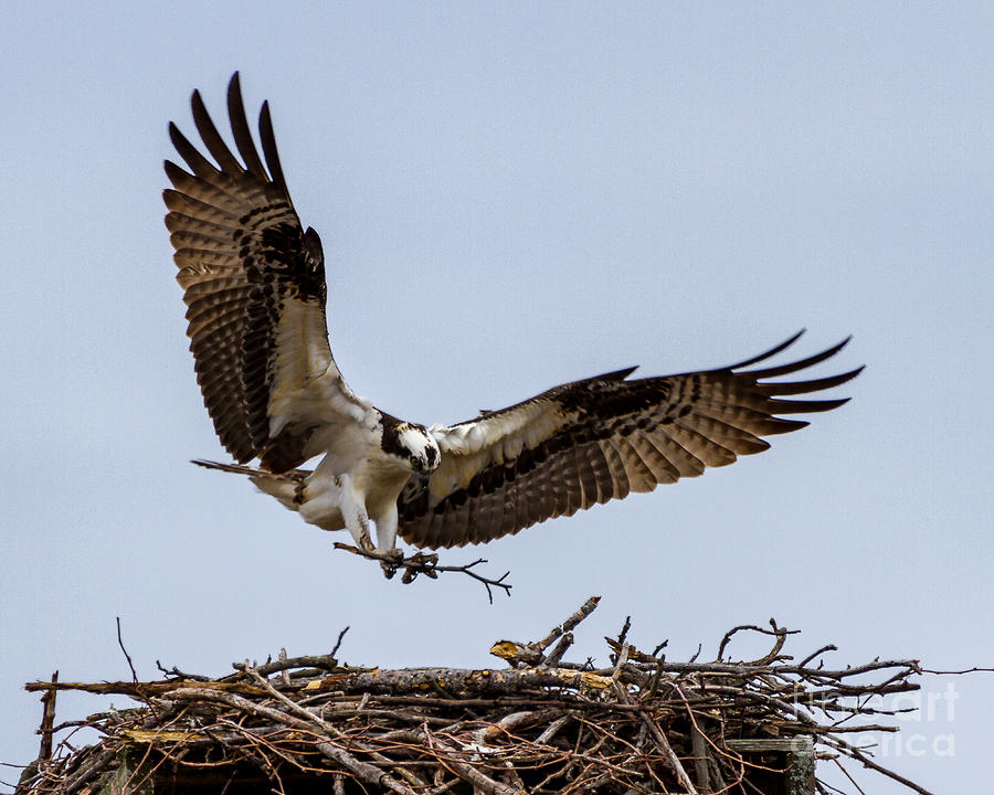 Osprey Landing Photograph by Blaine Blasdell - Pixels