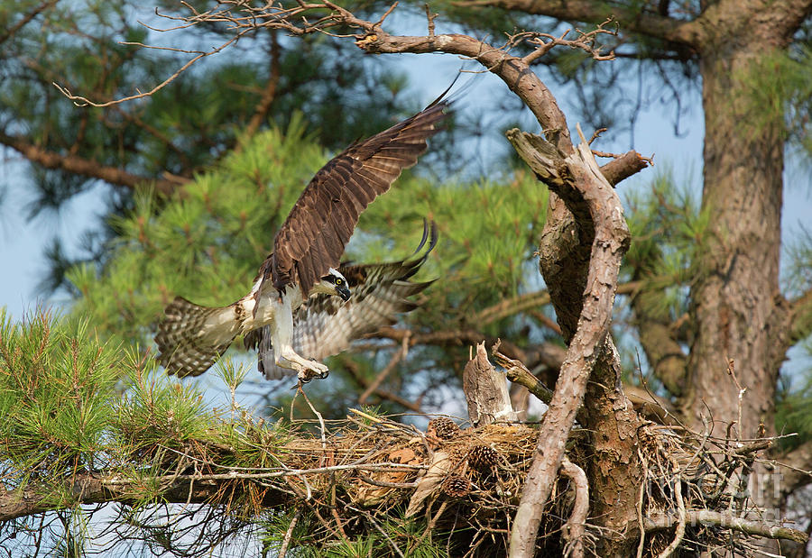 Osprey Landing I Photograph by Karen Jorstad