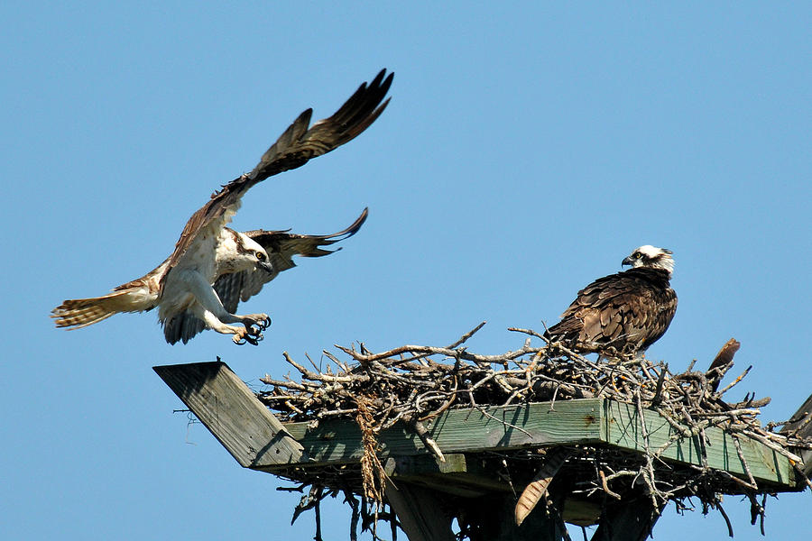 Osprey Landing In Nest Photograph by Alan Lenk