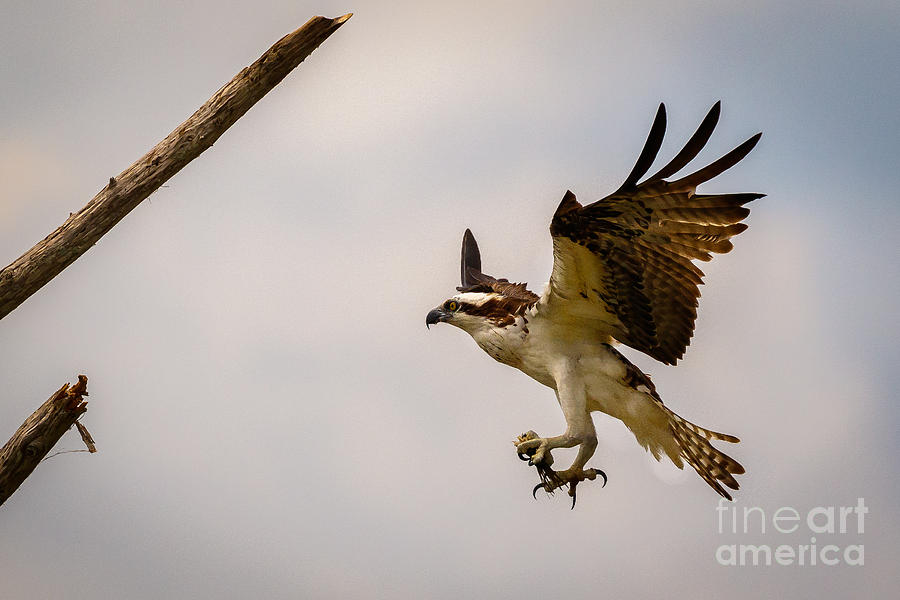 Osprey Landing Photograph by Les Greenwood