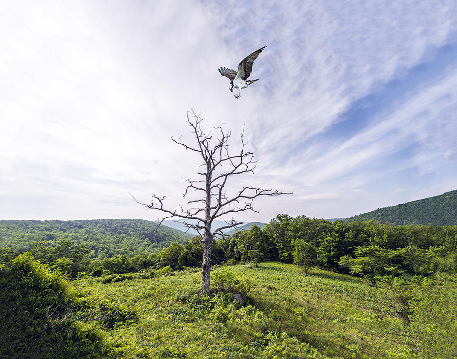 Osprey landing on dead tree Photograph by William Bitman