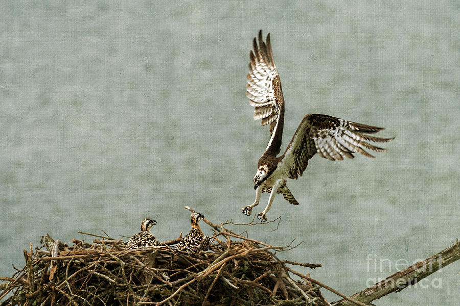 Osprey landing on her nest Photograph by Dan Friend