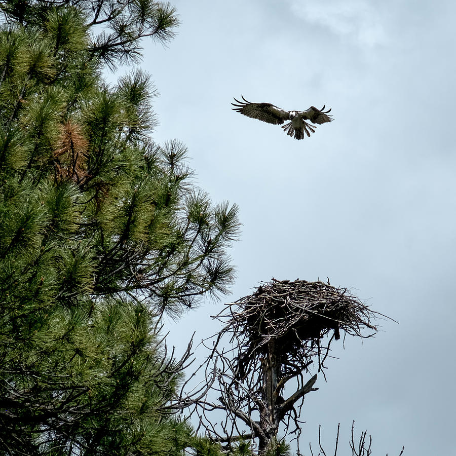 Osprey Landing on Nest Photograph by Mary Lee Dereske