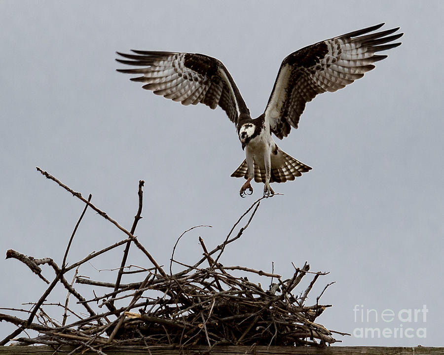 Osprey Landing Photograph by Phil Spitze