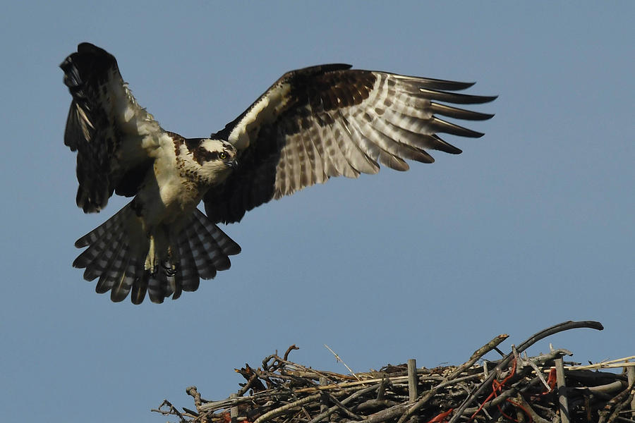 Osprey Landing Photograph by Safe Haven Photography Northwest - Fine ...