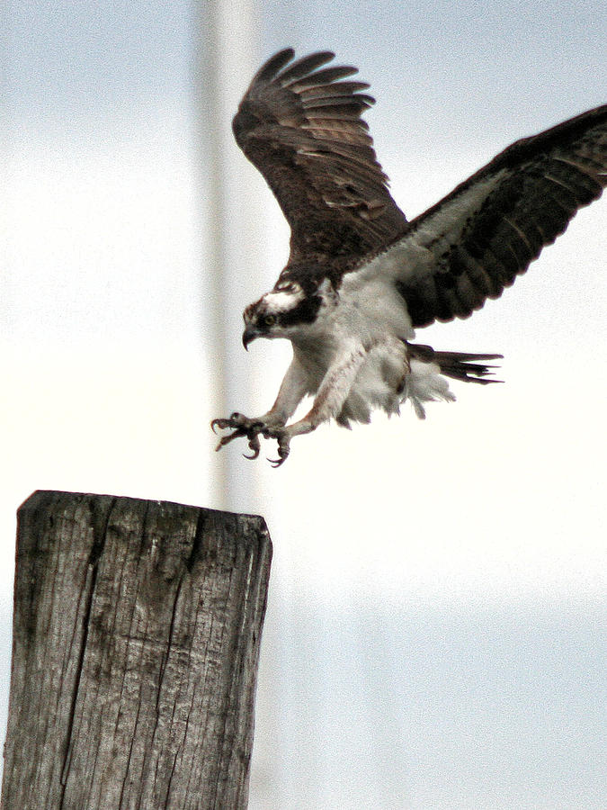 Osprey Landing Photograph by William Selander