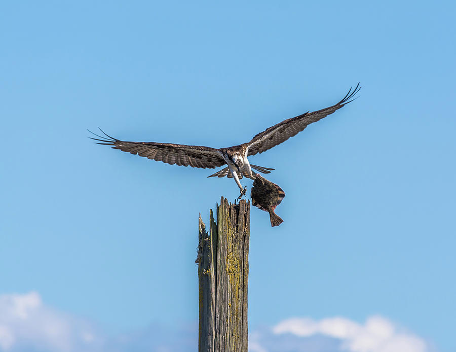 Feather Photograph - Osprey Landing with Flounder by Marv Vandehey