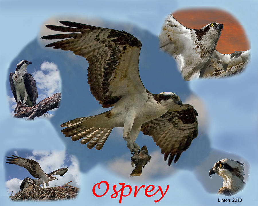 Osprey Photograph by Larry Linton