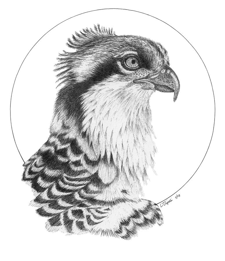 Osprey Drawing by Lawrence Tripoli