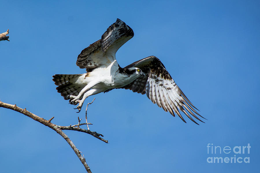 Osprey Life Photograph by Quinn Sedam