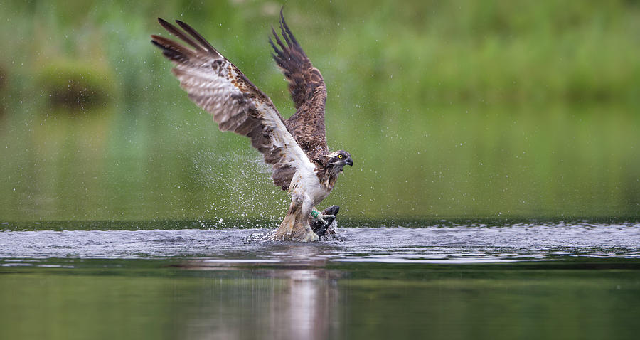 Osprey Lifting Out Of Water Photograph by Pete Walkden