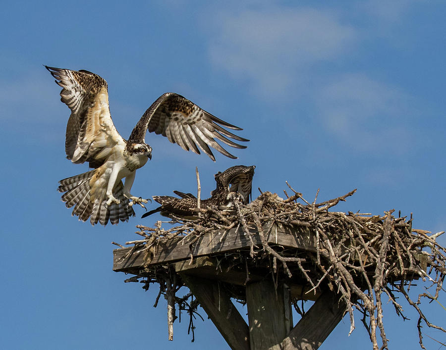 Osprey Lnnding Photograph by Paula Fink - Fine Art America