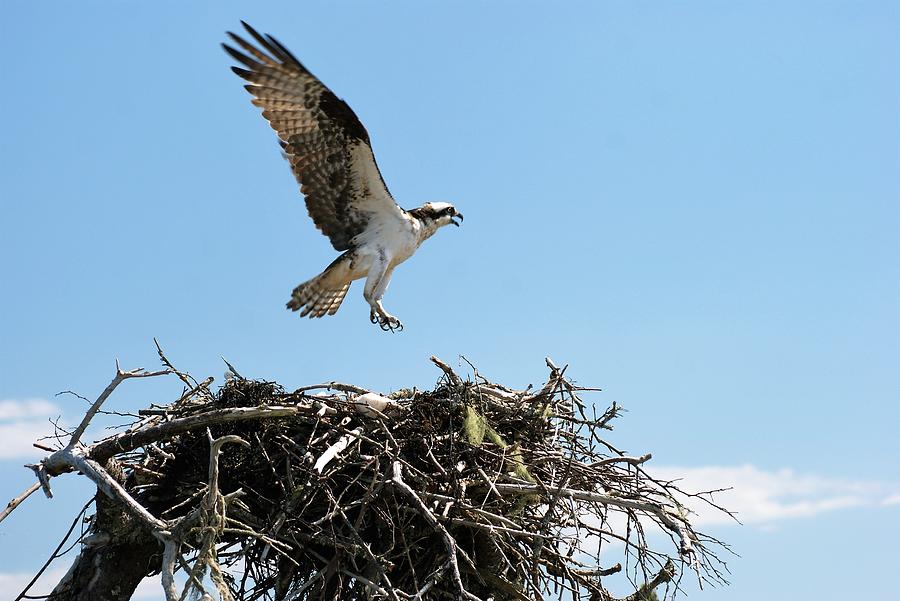 Osprey Photograph by Lois Lepisto