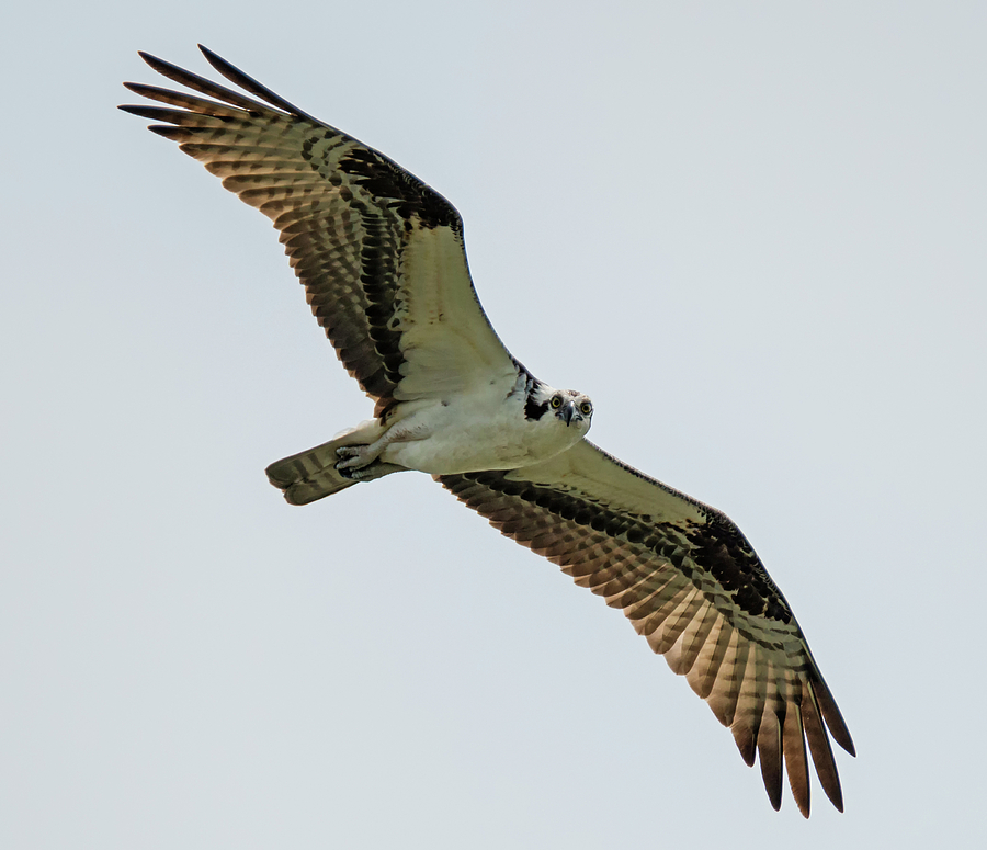 Osprey Looking at You Photograph by Loree Johnson