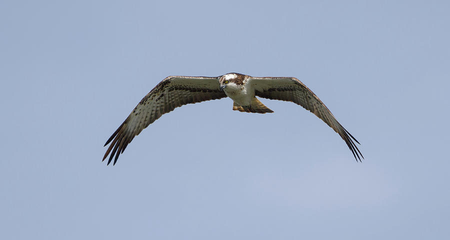 Osprey Looking For Food Photograph by Pete Walkden