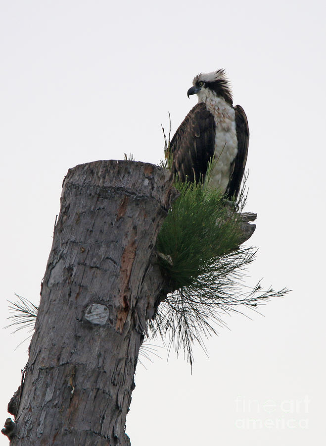 Osprey Lookout  1189 Photograph by Jack Schultz