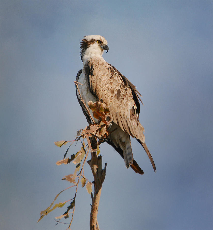 Osprey Lookout Photograph by Fraida Gutovich