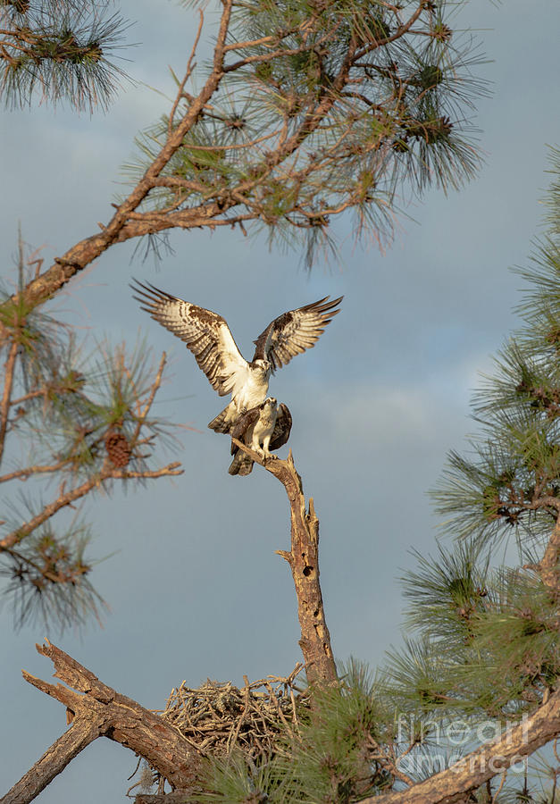 Osprey Love Is In The Air Photograph