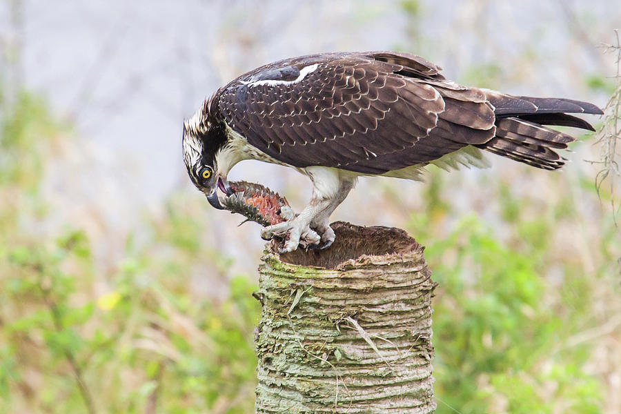 Osprey Lunch Photograph by Dawn Currie