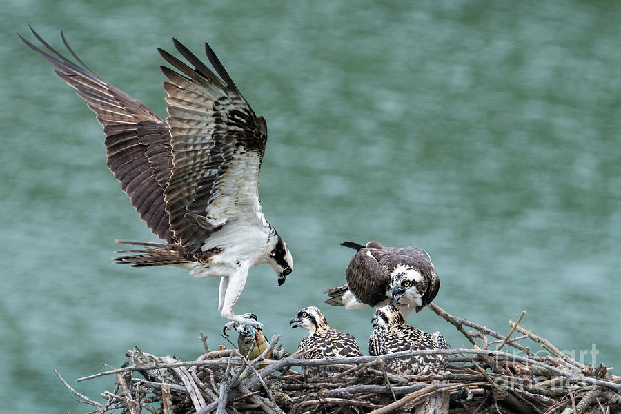 Osprey male bring home the dinner Photograph by Dan Friend