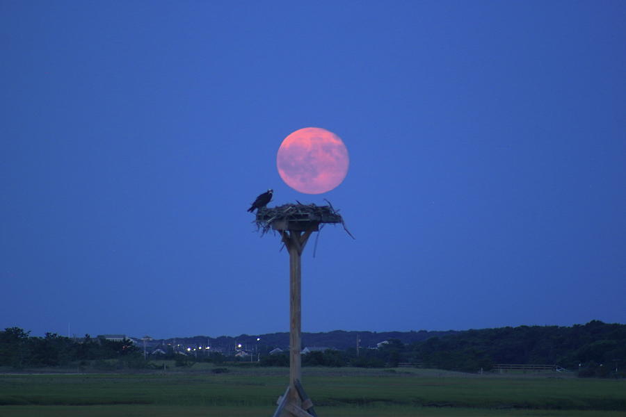 Osprey Nest and Full Moon  Photograph by John Burk