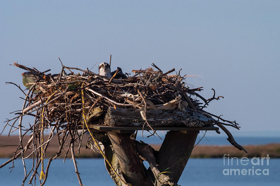 Osprey Nest Photograph by Bob Phillips