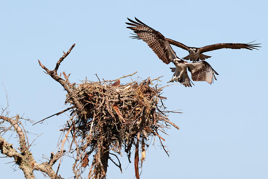 Osprey Nest Building 1 Photograph by David Beebe