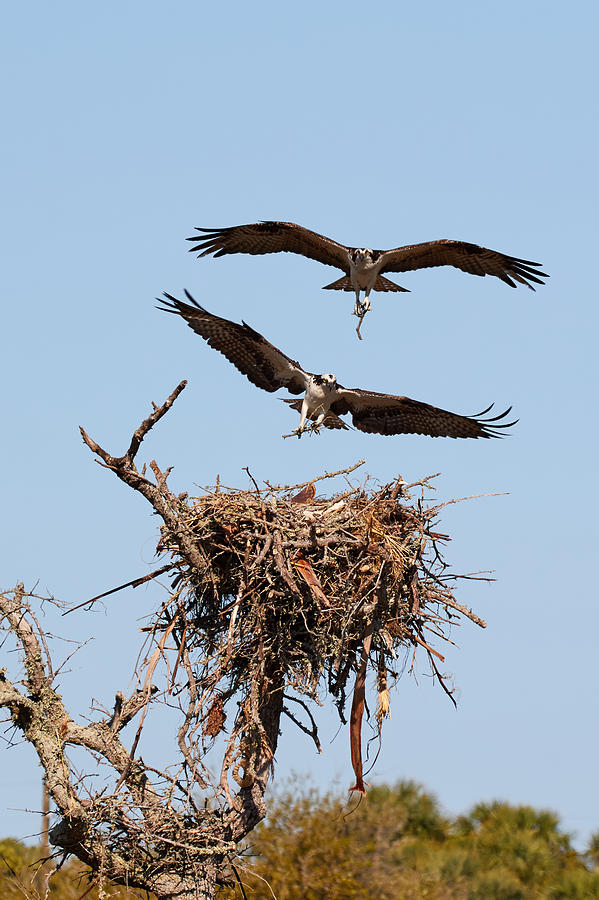 Osprey Nest Building 2 Photograph by David Beebe