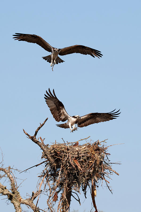Osprey Nest Building 3 Photograph by David Beebe
