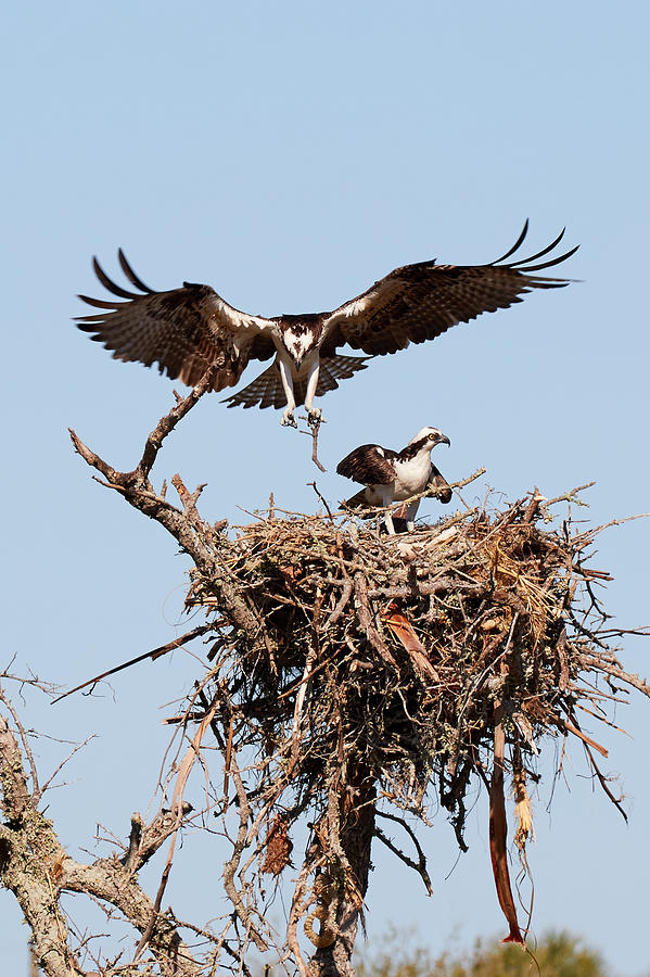 Osprey Nest Building 4 Photograph by David Beebe