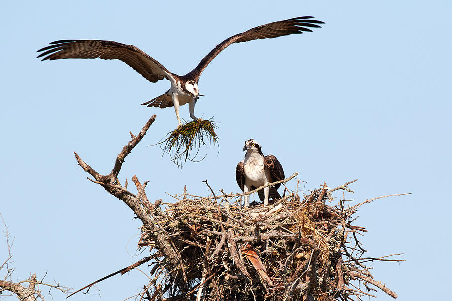 Osprey Nest Building 5 Photograph by David Beebe
