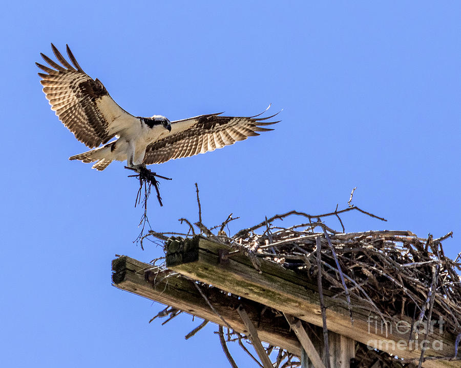 Osprey Nest Building Photograph by Phil Spitze