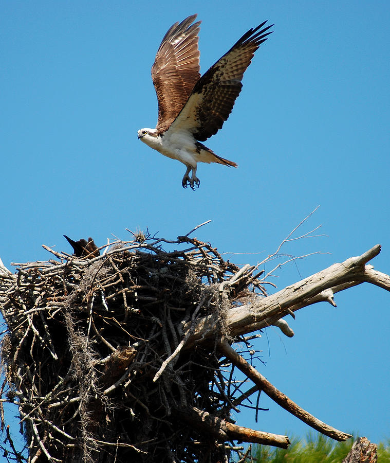 Osprey Nest Photograph by Christine Savino