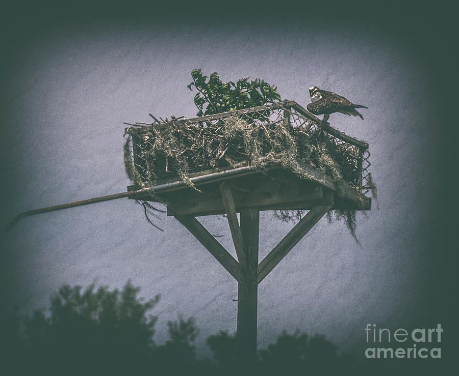 Osprey Nest Photograph by Dale Powell