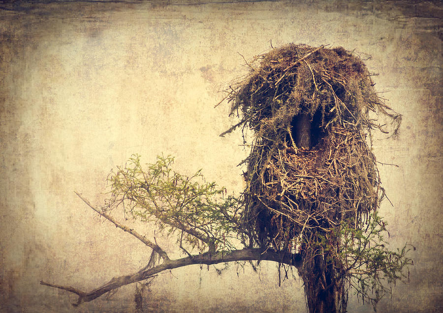 Osprey Nest Photograph by Debra Forand