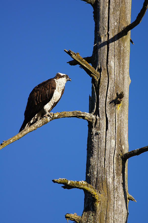 Osprey Nest Guard - 003 Photograph by Shirley Heyn
