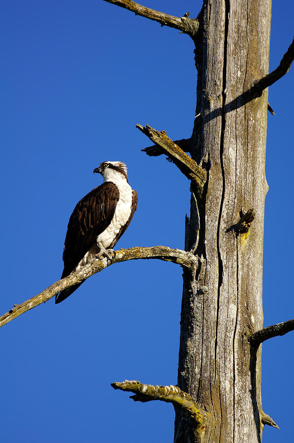 Osprey Nest Guard - 001 Photograph by Shirley Heyn