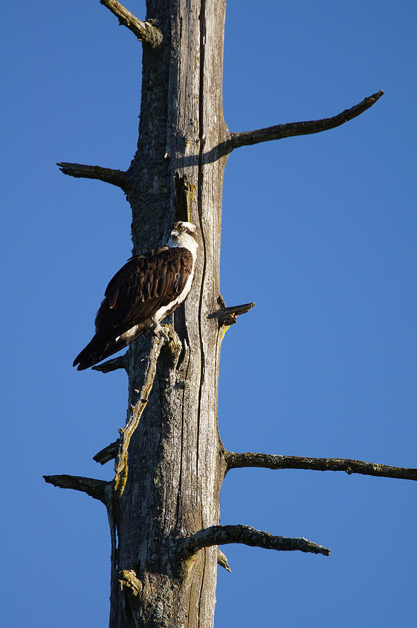 Osprey Nest Guard - 002 Photograph by Shirley Heyn