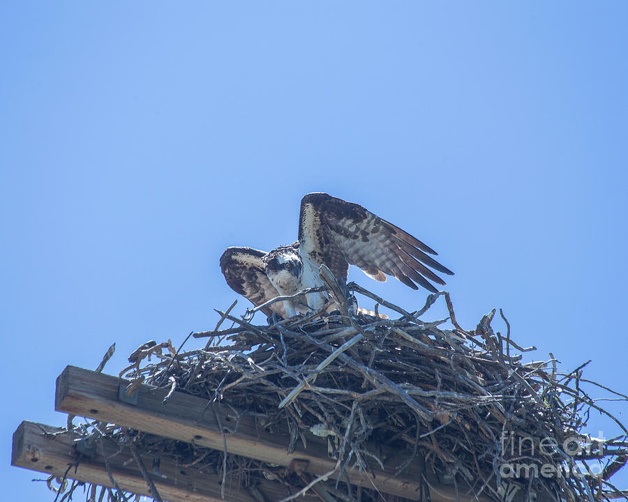 Osprey Nest II Photograph