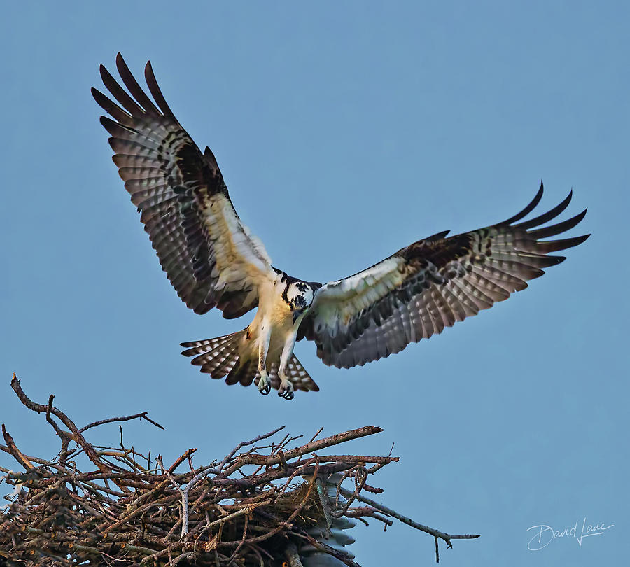 Osprey Nest Landing by David A Lane Osprey Nest Landing by David A Lane