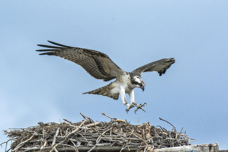 Osprey Nest Landing Photograph by Stephen Johnson