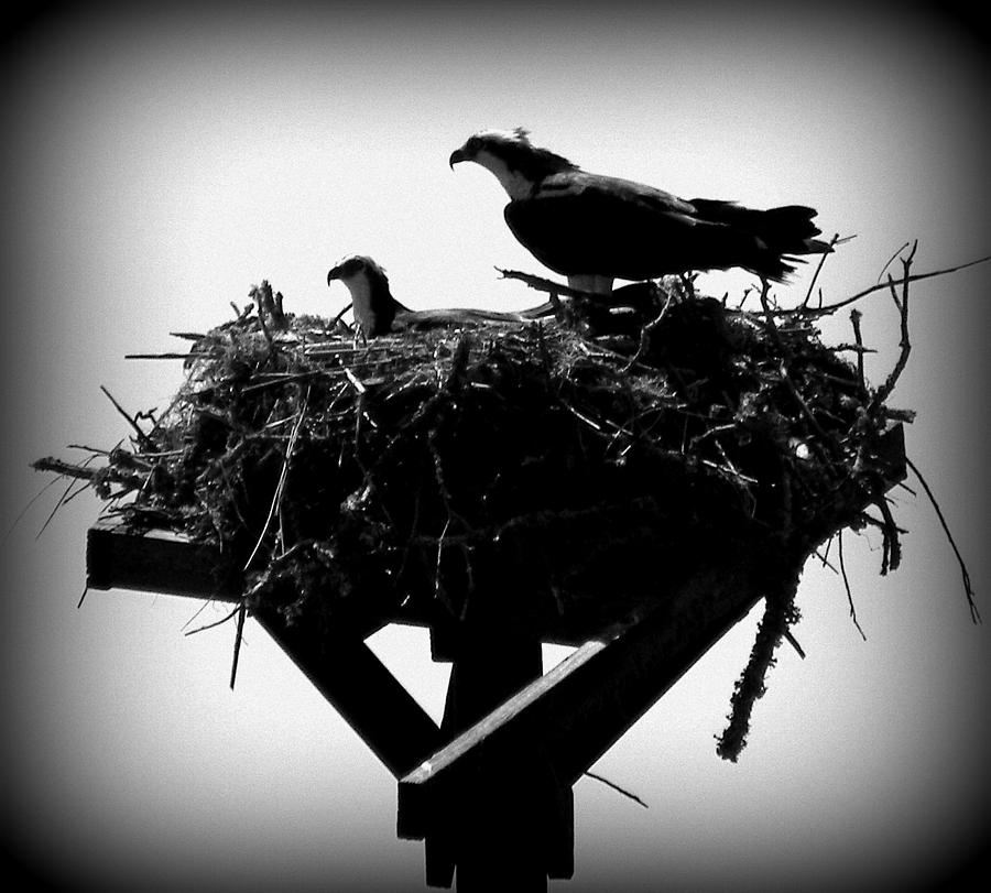 Osprey Nesting I Photograph by Sheri McLeroy