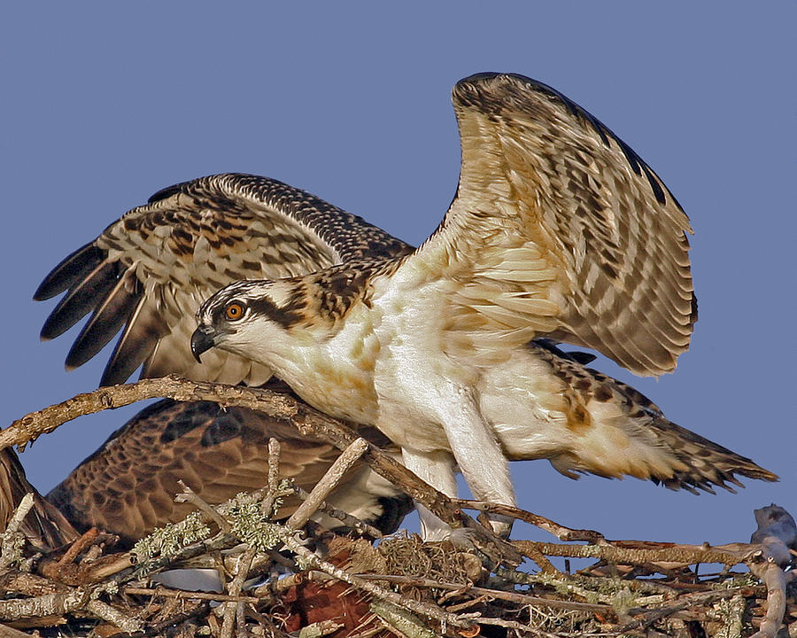 Osprey Nestling Photograph by Larry Linton