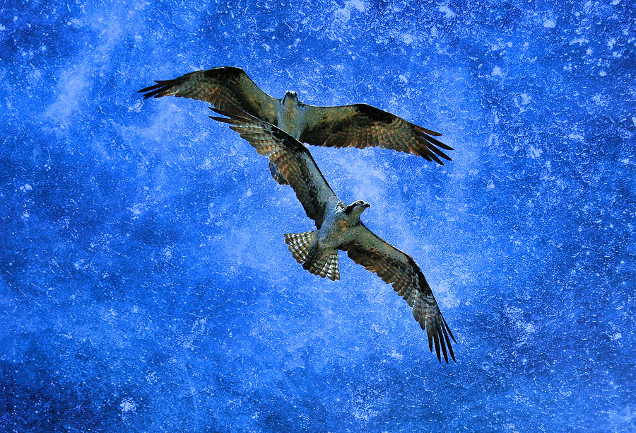 Osprey Night Flight Photograph by Steve McKinzie - Fine Art America