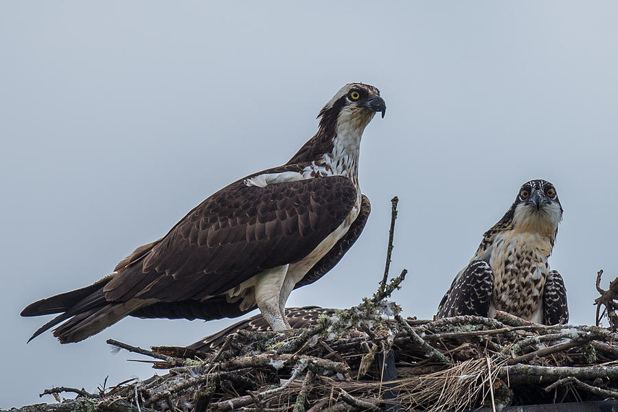 Osprey on a nest Photograph by Paul Freidlund