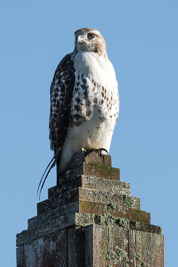 Red Shoulder Hawk on a post Photograph by Paul Freidlund