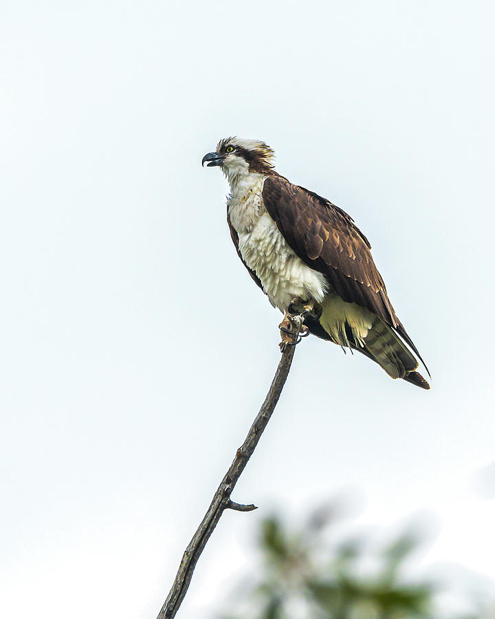 Osprey On A Stick Photograph by Yeates Photography