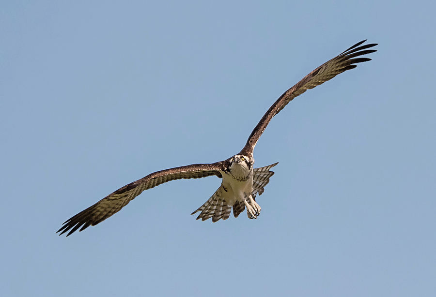 Osprey on Approach Photograph by Loree Johnson